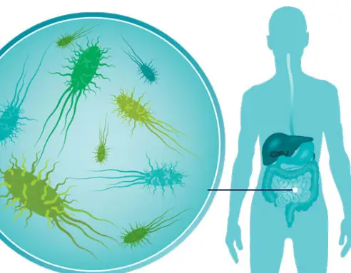 The most effective method to take care of your stomach microorganisms for further processing and resistant framework health